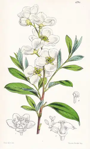 Spiraea Grandiflora. Large-flowered Spiraea. Tab. 4794 - China / Pflanze Planzen plant plants / flower flowers