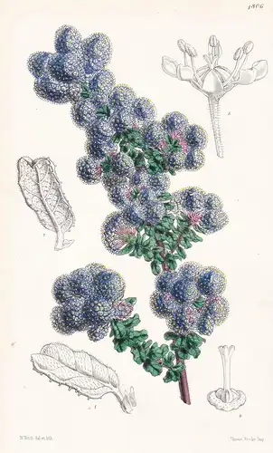 Ceanothus Floribundus. Copious-flowering Ceanothus. Tab. 4806 - California Kalifornien / Pflanze Planzen plant