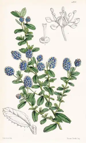 Ceanothus Lobbianus. Mr. Lobb's Ceanothus. Tab. 4811 - Pflanze Planzen plant plants / flower flowers Blume Blu