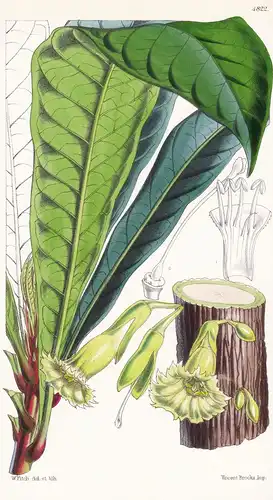 Crescentia Macrophylla. Large-leaved Calabash-tree. Tab. 4822 - South America Südamerika / Pflanze Planzen pla