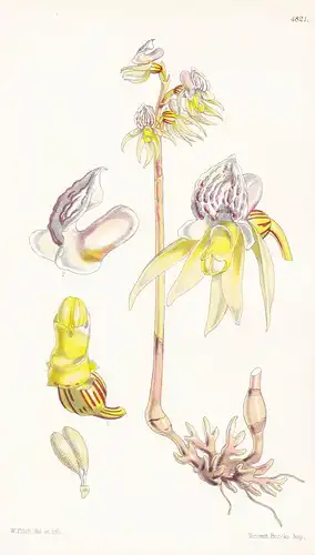 Epipogon Gmelini. Gmelin's Epipogon. Tab. 4821 - Orchidee orchid / Pflanze Planzen plant plants / flower flowe