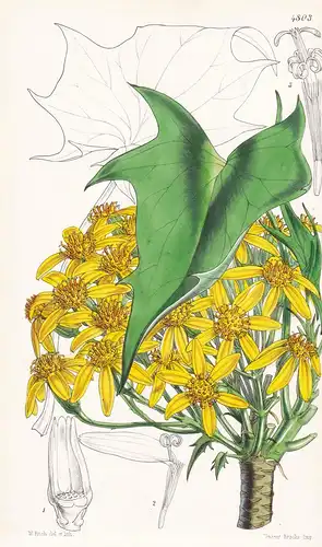 Senecio Praecox. Early-flowering Tree Groundsel. Tab. 4803 -  Pflanze Planzen plant plants / flower flowers Bl