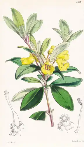 Rhododendron Citrium. Citron-flowered Rhododendron. Tab. 4797 - Pflanze Planzen plant plants / flower flowers