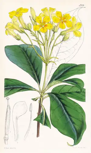 Pittosporum Flavum. Yellow-flowered Pittosporum. Tab. 4799 - Australia Australien / Pflanze Planzen plant plan