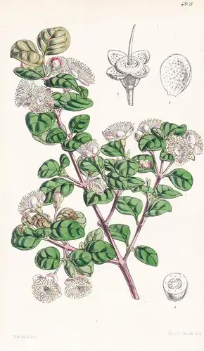 Myrtus Bullata. Blister-leaved Myrtle. Tab. 4809 - New Zealand Neuseeland / Pflanze Planzen plant plants / flo