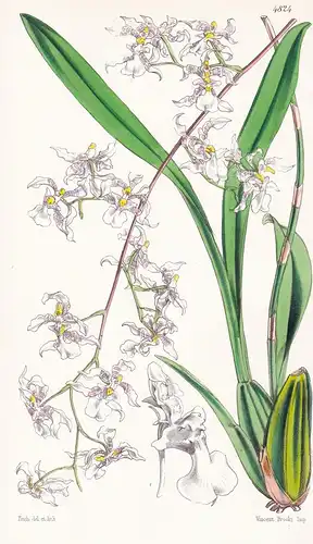 Oncidium Incurvum. Curved Oncidium. Tab. 4824 - Mexico Mexiko / Orchidee orchid / Pflanze Planzen plant plants