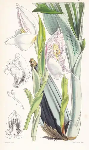 Anguloa Uniflora. One-flowered Anguola. Tab. 4807 - Colombia Kolumbien / Orchidee orchid / Pflanze Planzen pla