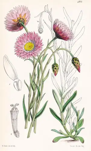 Acroclinium Roseum. The Rose-coloured Acrolinium. Tab. 4801 - Australia Australien / Pflanze Planzen plant pla