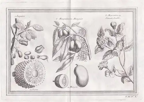 Jaqueira - Jackfrucht jackfruit Mango Jasmine botany South America Südamerika botany Botanik