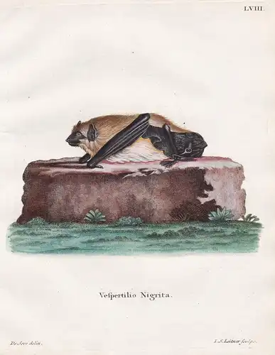 Vespertilio nigrita - Fledermaus Fledermäuse bat bats