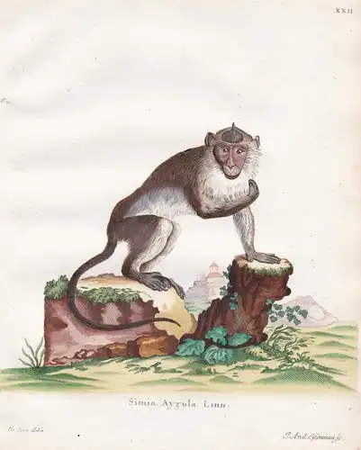 Simia Aygula Linn - Javaneraffe crab-eating macaque Affe ape monkey Affen monkeys apes singe