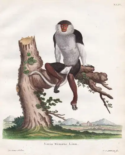 Simia Nemaeus Linn - Kleideraffe douc langurs Affe ape monkey Affen monkeys apes singe
