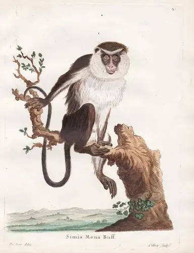 Simia Mona Buff - Monameerkatze mona monkey Affe ape monkey Affen monkeys apes singe