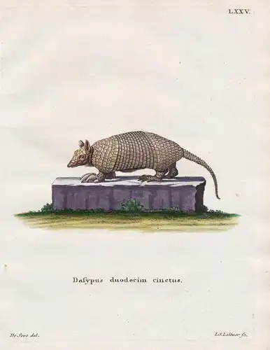 Dasypus duodecim cinctus - Gürteltier armadillo