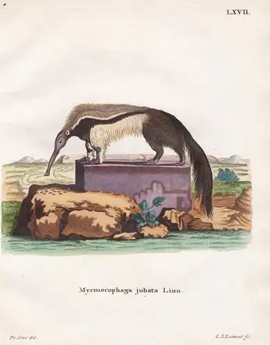 Myrmecophaga jubata Linn - Ameisenbär Anteater