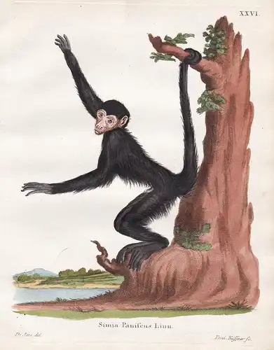 Simia Paniscus Linn - Rotgesicht Klammeraffe red-faced spider monkey Affe ape monkey Affen monkeys apes singe