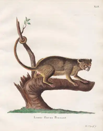 Lemur flavus Pennant - Affe ape monkey Affen monkeys apes singe