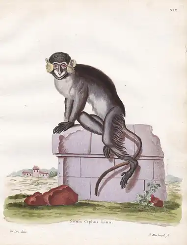 Simia Cephus Linn -  Blaumaulmeerkatze moustached monkey Affe ape monkey Affen monkeys apes singe