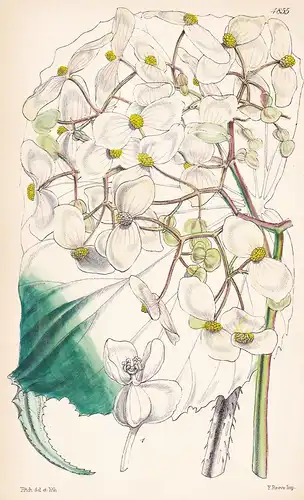 Begonia Urophylla. Caudate-leaved Begonia. Tab. 4855 - Pflanze Planzen plant plants / flower flowers Blume Blu