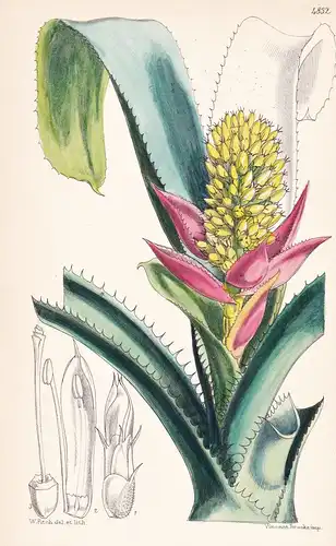 Aechmea Mucroniflora. Spiny-petaled Aechmea. Tab. 4832 - Pflanze Planzen plant plants / flower flowers Blume B