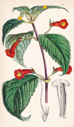 Achimenes Heterophylla. Various-leaved Achimenes. Tab. 4871 - Mexico Mexiko / Pflanze Planzen plant plants / f