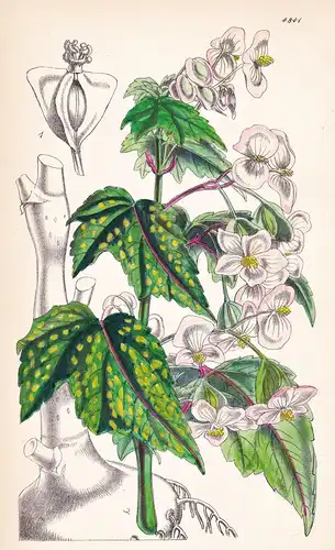 Begonia Natalensis. Natal Begonia. Tab. 4841 - South Africa Südafrika / Pflanze Planzen plant plants / flower