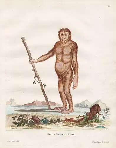 Simia Satyrus Linn - Orang-Utan Orangutan Affe ape monkey Affen monkeys apes singe