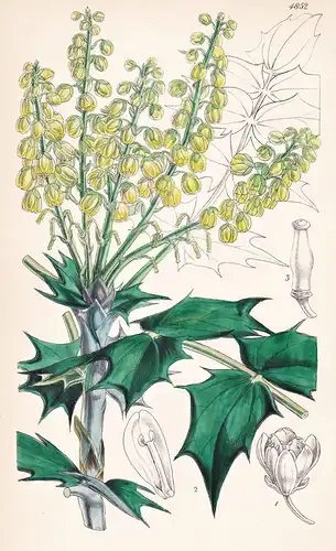 Berberis Bealei. Mr. Beale's Chinese Berberry. Tab. 4852 - China / Pflanze Planzen plant plants / flower flowe
