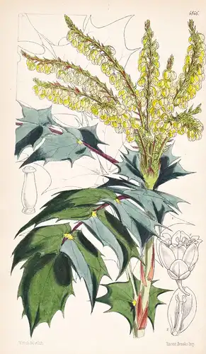Berberis Bealei; var. planifolia. Mr. Beale's Chinese Berberry; flat-leaved var. Tab. 4846 - China / Pflanze P