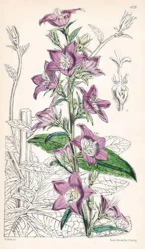 Campanula Primulaeflora. Primrose-leaved Bell-flower. Tab. 4879 - Portugal / Pflanze Planzen plant plants / fl