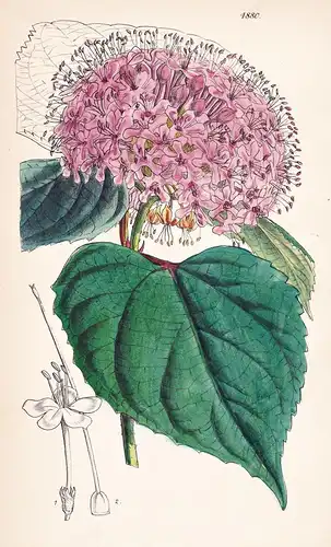 Clerodendron Foetium. Fetid Clerodendron. Tab. 4880 - Pflanze Planzen plant plants / flower flowers Blume Blum
