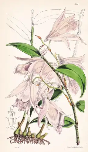 Dendrobium MacCarthiae. Mrs. MacCarthy's Dendrobium. Tab. 4886 - Sri Lanka / Orchidee orchid / Pflanze Planzen