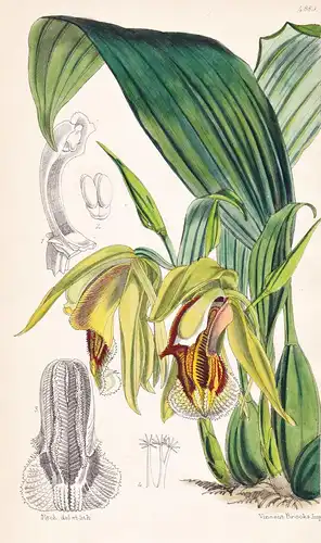 Coelogyne Speciosa. Showy Coelogyne. Tab. 4889 - Java / Orchidee orchid / Pflanze Planzen plant plants / flowe