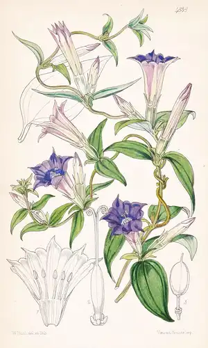 Crawfurdia Fasciculata. Fascicle-flowered Crawfurdia. Tab. 4838 - Nepal / Pflanze Planzen plant plants / flowe