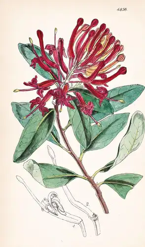 Embothrium Coccineum. Scarlet Embothrium. Tab. 4856 - Pflanze Planzen plant plants / flower flowers Blume Blum