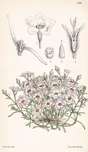 Gilia Dianthoides. Pink-like Gilia. Tab. 4876 - California Kalifornien / Pflanze Planzen plant plants / flower