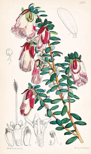Genetyllis Tulipifera. Tulip-bearing Genetyllis. Tab. 4858 - Australia Australien / Pflanze Planzen plant plan