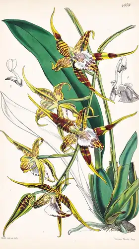 Odontoglossum Maculatum. Spotted Odontoglossum. Tab. 4878 - Mexico Mexiko / Orchidee orchid / Pflanze Planzen