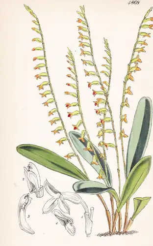 Physosiphon Loddigesii. Mr. Loddiges' Physosiphon. Tab. 4869 - Pflanze Planzen plant plants / flower flowers B