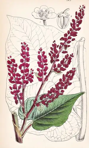 Rheum Acuminatum. Sharp-leaved Sikkim Rhubarb. Tab. 4877 - Himalaya / Pflanze Planzen plant plants / flower fl