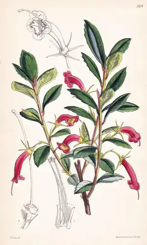 Pentaraphia Cubensis. Cuba Pentaraphia. Tab. 4829 - Cuba Kuba / Pflanze Planzen plant plants / flower flowers