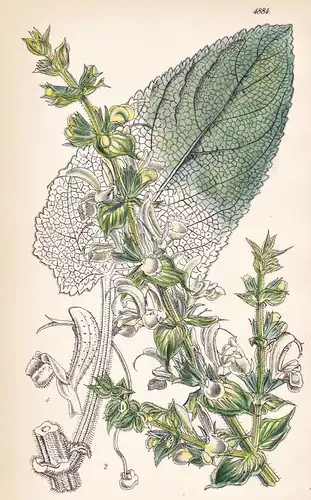 Salvia Asperata. Rough-leaved Sage. Tab. 4884 - Pflanze Planzen plant plants / flower flowers Blume Blumen / b