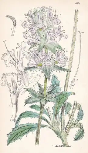 Salvia Carduacea. Thistle-leaved Sage. Tab. 4874 - California Kalifornien / Pflanze Planzen plant plants / flo