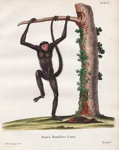 Simia Paniscus Linn - Rotgesicht Klammeraffe red-faced spider monkey Affe ape monkey Affen monkeys apes singe