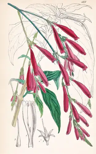 Thyrsacanthus Schomburgkianus. Schomburgk's Thyrsacanthus. Tab. 4851 - South America Südamerika / Pflanze Plan