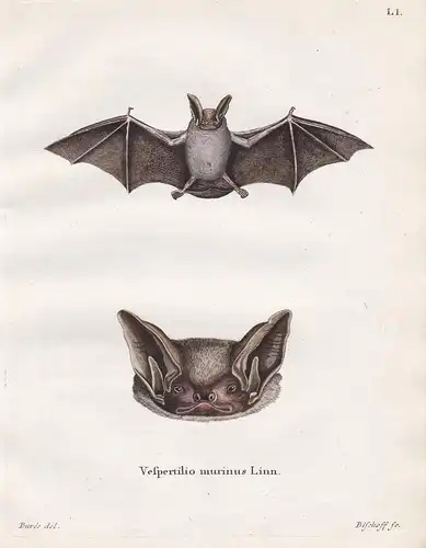 Vespertilio murinus Linn - Zweifarbfledermaus parti-coloured bat Fledermaus Fledermäuse bat bats