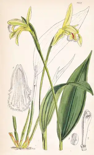Sobralia Fragrans. Fragrant Sobralia. Tab. 4882 - New Grenada / Pflanze Planzen plant plants / flower flowers
