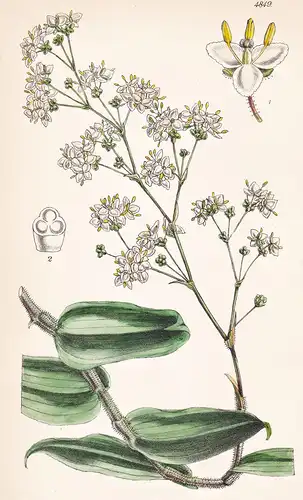 Tradescantia Martensiana. Martens' Spiderwort. Tab. 4849 - Mexico Mexiko / Pflanze Planzen plant plants / flow