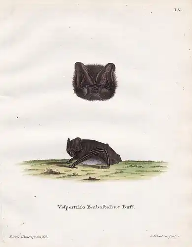 Vespertilio Barbastellus Buff - Fledermaus Fledermäuse bat bats