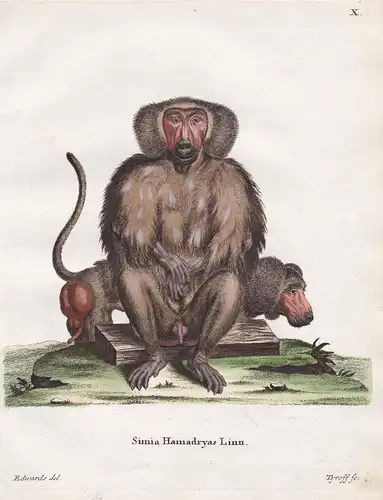 Simia Hamadryas Linn - Mantelpavian Affe ape monkey Affen monkeys apes singe